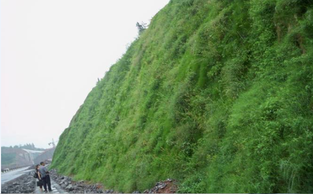 神農(nóng)架武神公路生態(tài)綠化